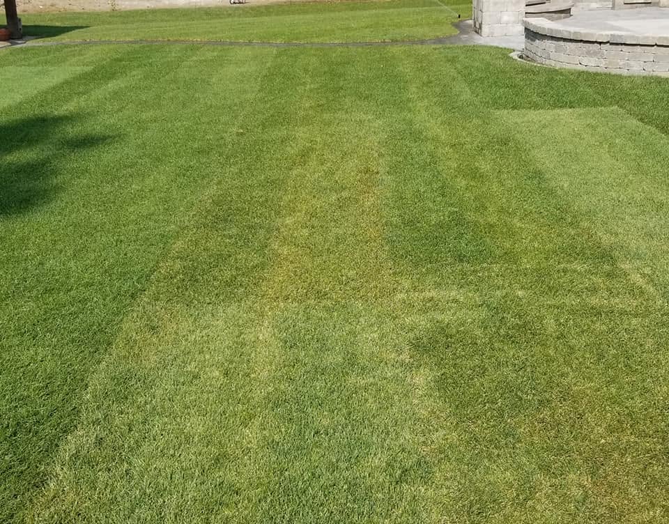 Lush green lawn established by Elite Hardscapes on a Spokane, WA property